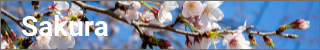 Sakura